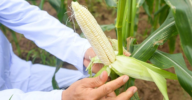 Vietnam launches sweet fruit corn variety that can be eaten directly without boiling, steaming or baking