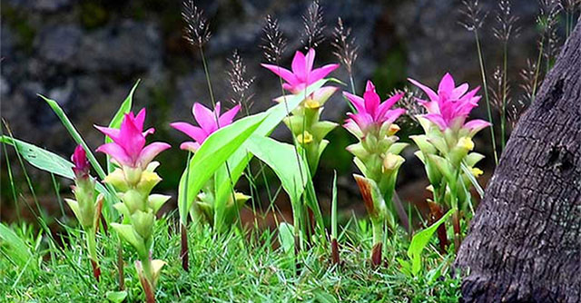 Vietnam owns a rare tuber that is hard to find in the world, only less than 10 countries can grow it.