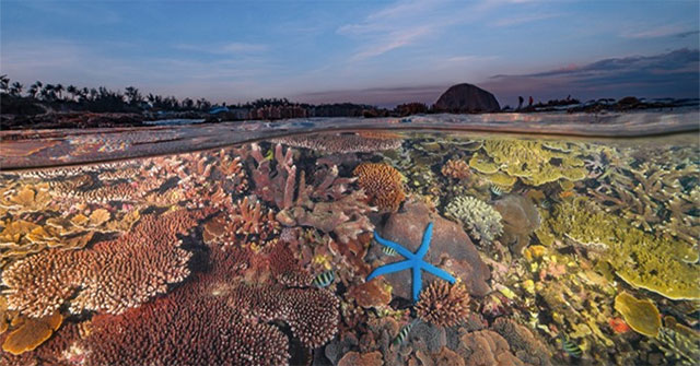Vietnamese author wins international ocean photo award