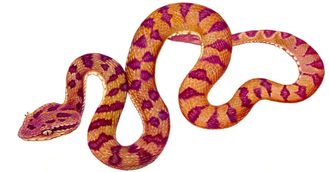 Viper but red-brown, how dangerous is this 'dark killer'?