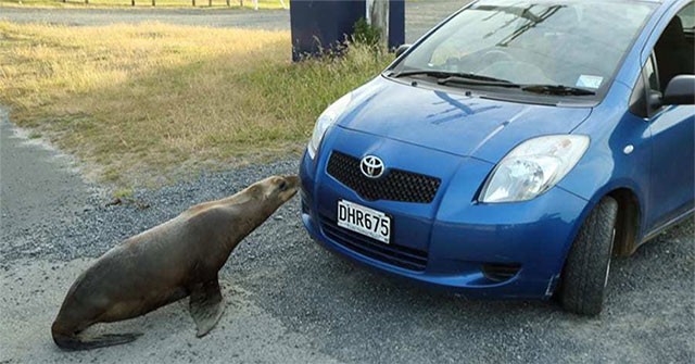 Visit Dunedin town - Where sea lions roam freely