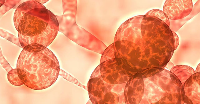 Warning 'mushroom pandemic': 1.6 million deaths per year, worrying rate of evolution