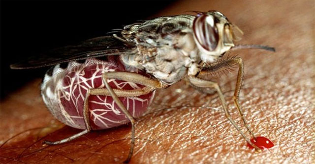 Warning of a disease outbreak that could kill 70 million people in Africa