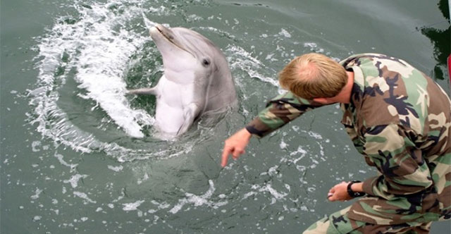 Warrior dolphins protect US military base