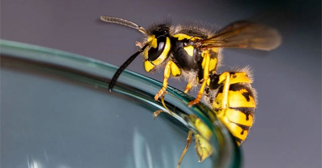 Wasps can 'drink' 80-degree alcohol without any harm