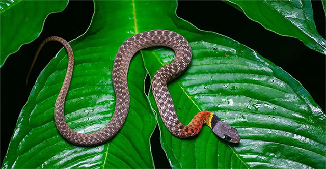 Water snakes in Vietnam seem harmless but carry deadly venom