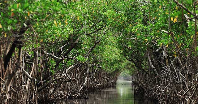 We are about to understand the language of trees.