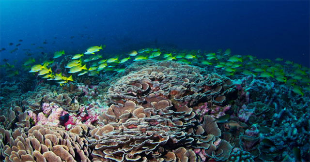 West Indies Pacific reef in danger of collapsing