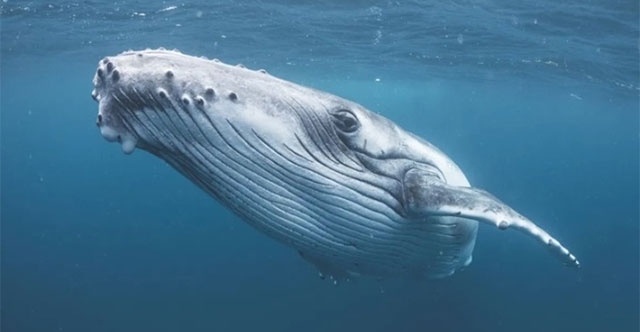 Whale sets record by swimming across 3 oceans to find a mate