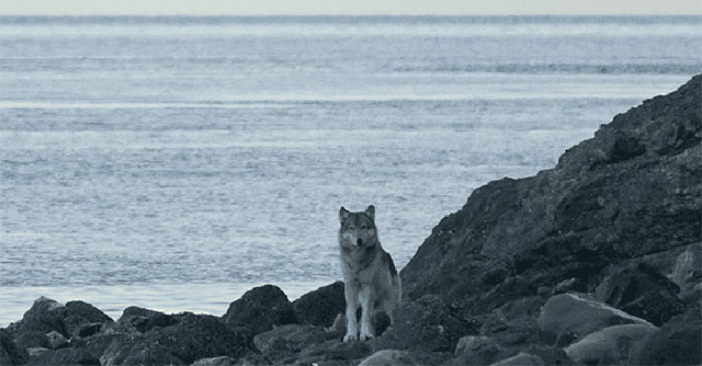 What do wolves in Alaska eat after hunting all the deer?
