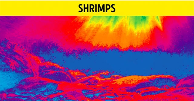 What does the world look like through the eyes of animals?