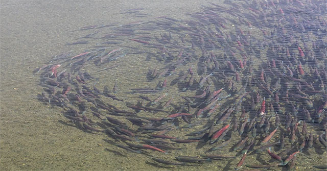 What happened to the salmon during their journey in the mysterious 'black box'?