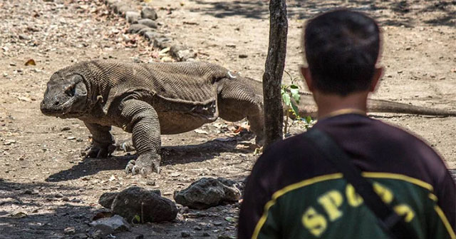 What happens if a person is bitten by a Komodo dragon?