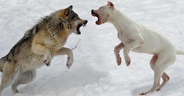 What happens if you put a puppy next to a newborn wolf?