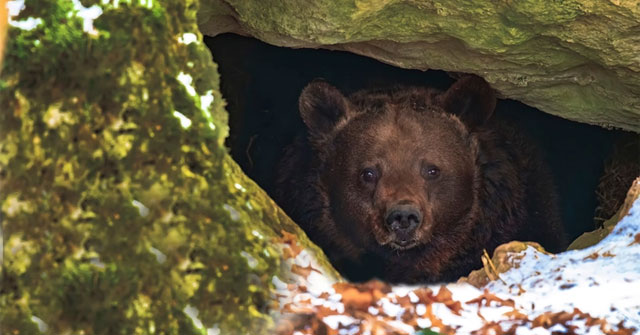 What happens if you wake up a hibernating bear?