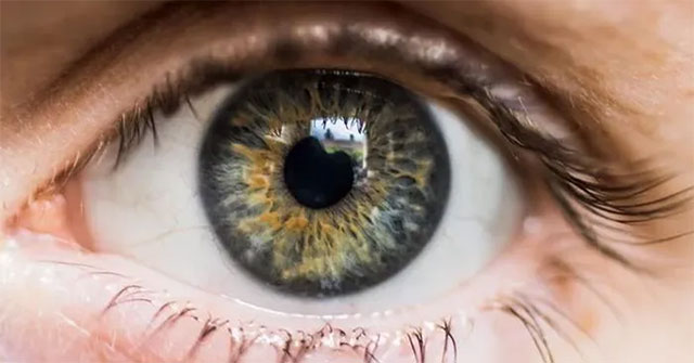 What happens to the human eye if the heart and brain stop working?