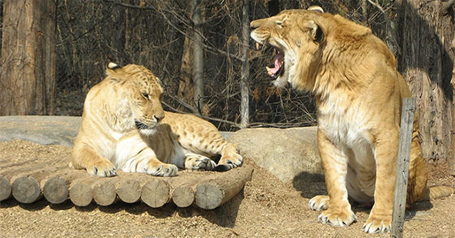 What happens when a tiger and a lion mate?