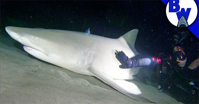 What happens when divers go to the bottom of the sea in the night, waking up a 'big' shark that is sleeping?
