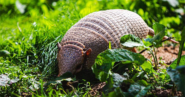 What happens when you shoot an armadillo?