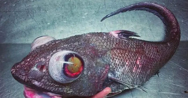What has helped fishes withstand tremendous water pressure up to thousands of tons in the deep sea?