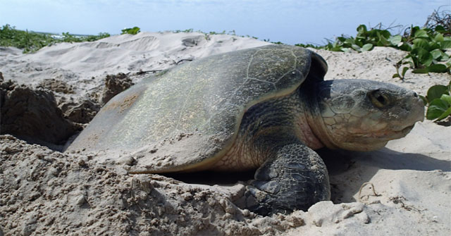 What hasn't happened in modern times: World's rarest sea turtle lays eggs in Texas