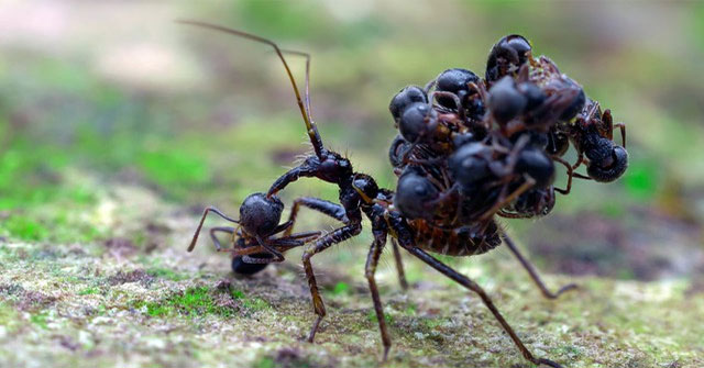 What if ants were the size of elephants?