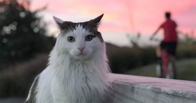 What if cats were the same size as tigers?