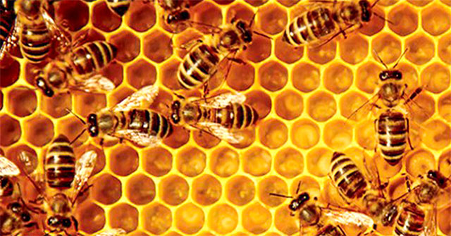 What is propolis? The effect of propolis is not known to everyone