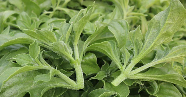 What is snowdrop vegetable?