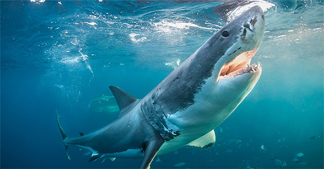 What is the 'Full Moon Effect'? Will the full moon 'command' sharks to attack?