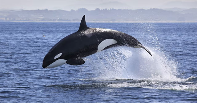 What is the function of the white spots above the eyes of killer whales?