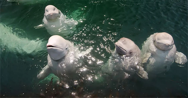 What is the truth behind feeding ice cubes to beluga whales?