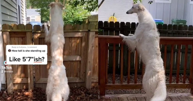 What makes this famous dog called giraffe, dinosaur?