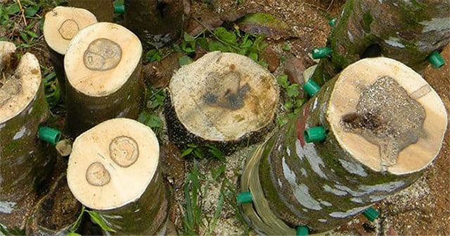 What pharmacological effects does agarwood and agarwood have?