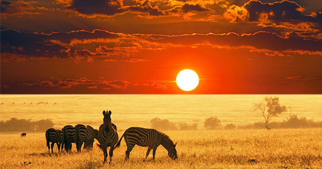 What predators do ungulates in Africa fear the most?