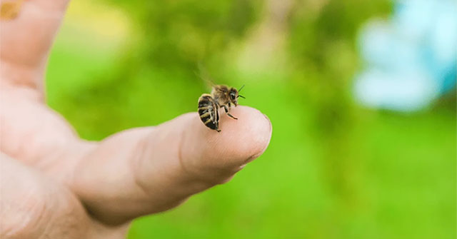 What should you do when attacked by bees?
