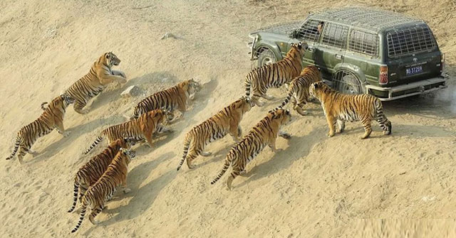 What to do to save your own life when encountering a tiger?