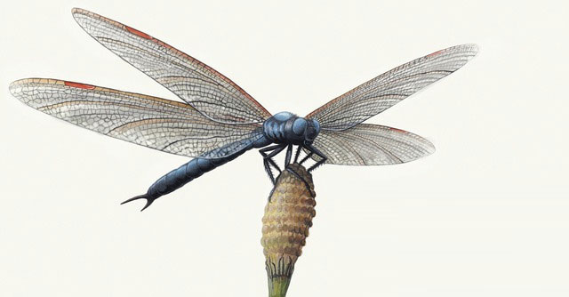 What was Earth like in the age of giant insects?