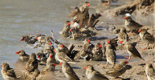 What would happen if 200,000 African mad sparrows attacked an elephant at the same time?