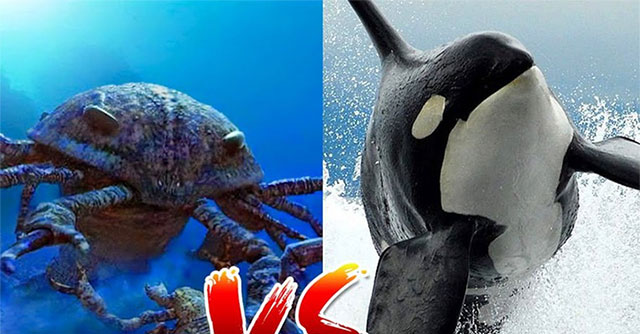 What would happen if a giant sea scorpion fought a killer whale?