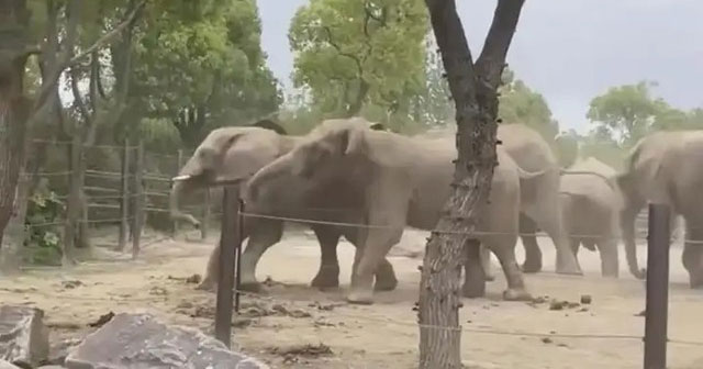 What would happen if elephants in the zoo fought?
