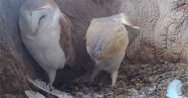 What's up with the close-up video of the owl's nest that attracts tens of thousands of views?