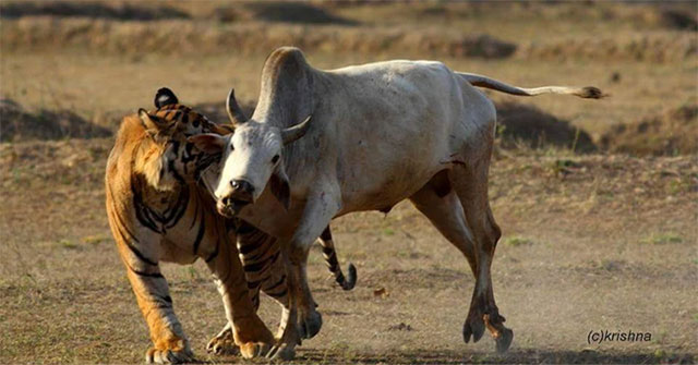When cattle in a herd are attacked, why don't the others help?