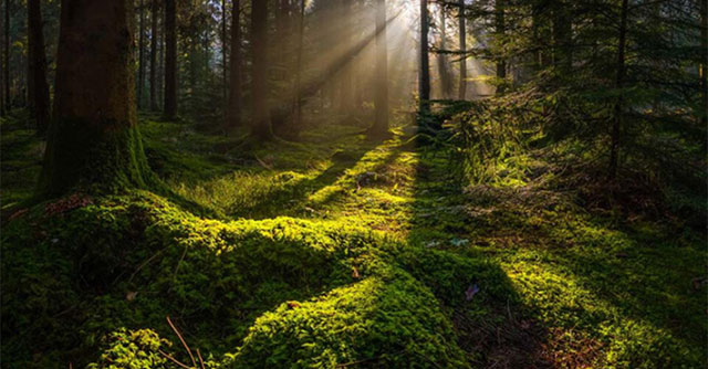 When did the first forests on Earth appear?