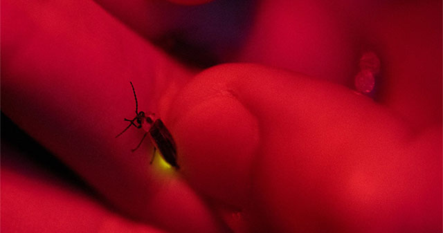 When fireflies wait forever but night never comes: Light pollution is slowly killing the planet