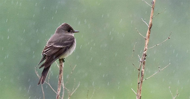 When it rains, where do the birds take shelter?