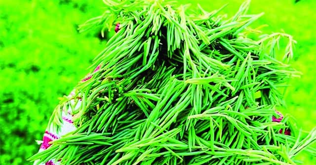 When scientists turned their research to growing wild vegetables