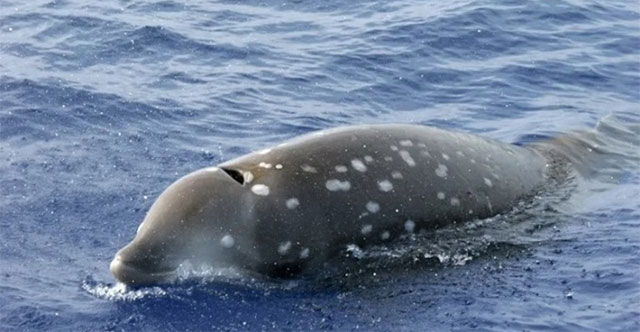 Which animal can hold its breath the longest?