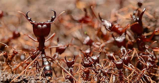 Which animal gives birth to the most babies in the natural world?