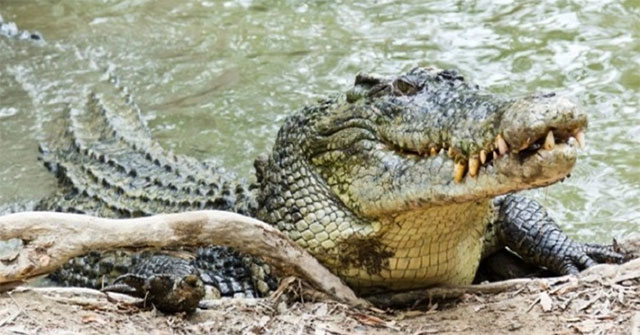 Which animal has the strongest bite in the world?